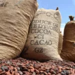 filiere-cafe-cacao-700-fcfa-le-prix-du-kilogramme-de-cacao-pour-la-campagne-intermediaire-2017-2018