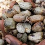 anacarde-des-producteurs-craignent-une-mevente-des-produits-les-prix-en-chute-libre