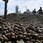 developpement-de-la-filiere-anacarde-environ-106-milliards-de-f-cfa-mobilises