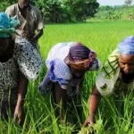 autonomisation-de-la-femme-un-ong-chretienne-offre-semences-et-materiels-a-des-femmes-de-bangolo