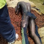 drame-a-bangolo-un-homme-meurt-electrocute-en-chargeant-un-camio-de-cacao