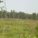 axe-bonoua-aboisso-desarconnes-des-producteurs-abattent-des-centaines-d-hectares-de-plants-d-hevea