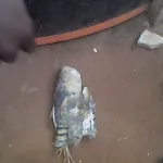 yopougon-un-hibou-chute-violemment-devant-un-cabinet-de-consultation-spirituelle