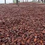 agriculture-un-audit-fait-de-graves-revelations-sur-la-filiere-cacao
