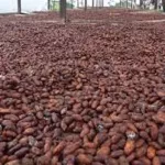 cacao-un-rapport-fait-de-graves-revelations-sur-la-crise-du-secteur