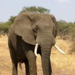 tiassale-deux-elephants-sevissent-dans-des-plantations-a-boussoukro