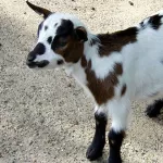 pour-de-la-viande-de-cabri-un-enseignant-brule-son-neveu-avec-une-machette-chauffee-a-blanc