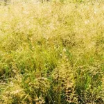 yopougon-un-nouveau-ne-vivant-jete-dans-la-broussaille