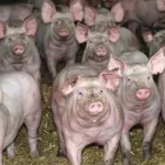 bangolo-un-jeune-garcon-de-10-ans-tue-a-coup-de-sagaie-dans-une-chasse-au-porc