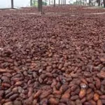cacao-30-milliards-de-f-cfa-bientot-investis-pour-la-transformation-locale