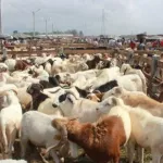 choix-des-filieres-financement-des-techniques-pour-reussir-son-projet-d-elevage