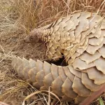 environnement-les-especes-sauvages-en-grand-danger