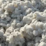 coton-le-prix-du-kilogramme-fixe-a-265-f-cfa-pour-la-campagne-2018-2019