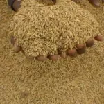 autosuffisance-alimentaire-30-unites-de-transformation-de-riz-paddy-livrees-d-ici-la-fin-de-l-annee