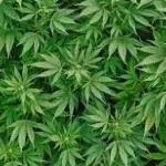 bongouanou-un-champ-de-cannabis-decouvert-dans-un-village-un-notable-arrete