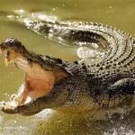 un-pasteur-tue-par-un-crocodile-en-pleine-ceremonie-de-bapteme