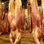 greve-dans-les-abattoirs-de-cote-d-ivoire-pas-d-abattage-de-boeufs-a-bouake