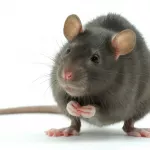 voici-comment-eloigner-les-souris-de-votre-maison