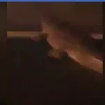 pluies-diluviennes-a-abidjan-attention-des-crocodiles-dans-la-cite