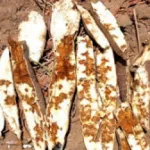 manioc-la-striure-brune-menace