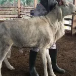 bingerville-il-se-fait-tuer-pour-un-mouton