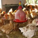 aviculture-agriculture-une-mission-de-la-fao-vient-voir-clair-dans-les-projets-appuyes