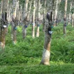 lutte-contre-la-pauvrete-dans-la-filiere-heveicole-le-psac-le-firca-et-l-apromac-font-le-point-de-deux-ans-d-engagement