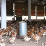 toumodi-deux-semaines-apres-son-embauche-l-employe-vole-789-poulets-dans-la-ferme-de-son-patron