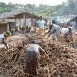 afrique-de-l-ouest-l-ebola-du-manioc-menace-la-securite-alimentaire