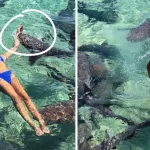 insolite-une-jeune-fille-se-fait-mordre-le-bras-par-un-requin-en-voulant-faire-le-buzz-sur-les-reseaux-sociaux