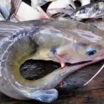 guiglo-un-enseignant-trouve-la-mort-a-la-suite-de-la-piqure-d-un-poisson-machoiron