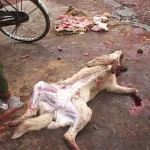 guiglo-un-mois-de-prison-pour-un-voleur-de-viande-de-chien