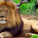 elle-se-fait-mordre-le-bras-en-voulant-prendre-une-photo-avec-un-lion