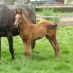il-viole-une-jument-et-soutient-qu-elle-etait-consentante