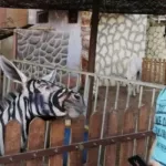 egypte-un-zoo-aurait-peint-un-ane-pour-le-faire-passer-pour-un-zebre