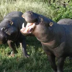 grand-lahou-un-couple-d-hippopotames-seme-la-terreur-et-detruit-les-cultures