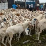 fete-de-la-tabaski-entre-80-et-300-mille-fcfa-pour-s-offrir-un-mouton-a-l-abattoir-de-port-bouet