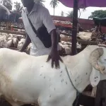 a-cinq-jours-de-la-fete-de-tabaski-ce-qui-se-passe-au-marche-de-betail-de-port-bouet