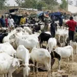 fete-de-la-tabaski-pres-de-100-mille-tetes-de-moutons-attendus-sur-le-marche