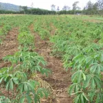 dabou-ils-cambriolent-la-sous-prefecture-et-abandonnent-leur-butin-dans-un-champ-de-manioc