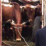 plateau-ouattara-dramane-od-offre-des-boeufs-et-des-moutons-pour-la-tabaski