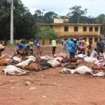 daoukro-100-boeufs-sacrifies-et-distribues-a-la-population-de-la-ville-et-de-la-region