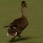 los-angeles-galaxy-un-canard-porte-la-poisse-a-zlatan-ibrahimovic-et-ses-coequipiers