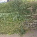 sakassou-un-producteur-de-cannabis-mis-aux-arrets