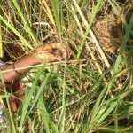 anyama-une-fillette-de-6-ans-violee-ligotee-et-tuee-a-la-machette