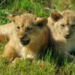 insemination-artificielle-deux-premiers-lionceaux-voient-le-jour