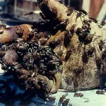 dabou-un-planteur-tue-par-des-abeilles