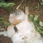 gagnoa-decouverte-insolite-dans-un-village