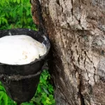 commercialisation-du-caoutchouc-naturel-de-cote-d-ivoire-l-etat-ivoirien-promet-de-s-en-charger