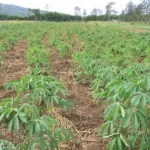 manioc-maladies-virales-mosaique-africaine-et-striure-brune-l-afrique-de-l-ouest-menacee